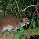 Image for article titled Are these dwarf lemurs the key to long-distance space travel?